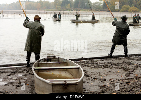 Autumn harvest of carps on Czech pond Rozmberk -  biggest pond in Czech Republic, landscape Stock Photo