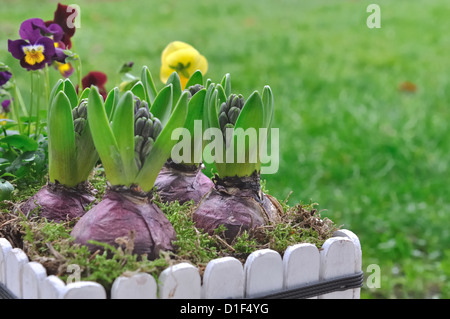 close on flowering hyacinths in a flower pot outdoor Stock Photo