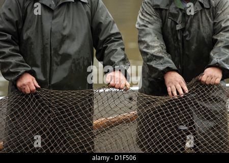 Autumn harvest of carps on Czech pond Rozmberk -  biggest pond in Czech Republic Stock Photo