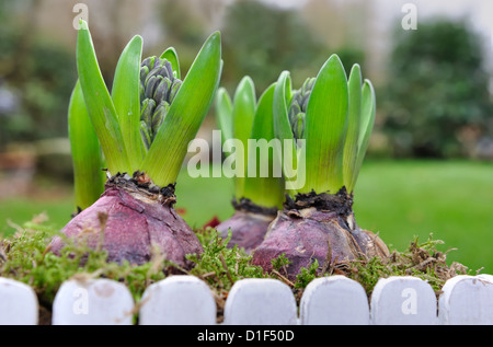 close on flowering hyacinths in a flower pot outdoor Stock Photo