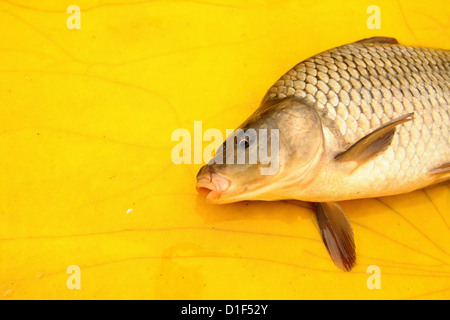 Common carp on a yellow pad, Cyprinus carpio, European carp Stock Photo