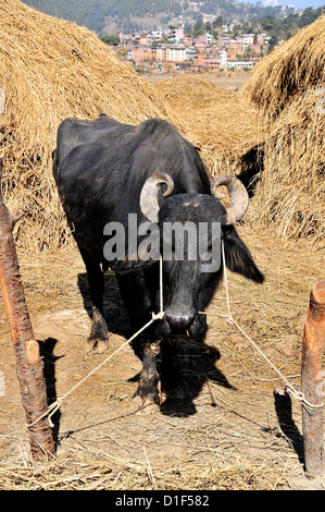 Bull Gaur Bos gaurus indian bison Banepa Kavrepalanchok district Nepal Stock Photo