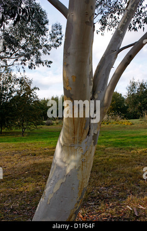 THE BARK OF EUCALYPTUS DEBEUZEVILLE. SNOW GUM TREE. UK. Stock Photo