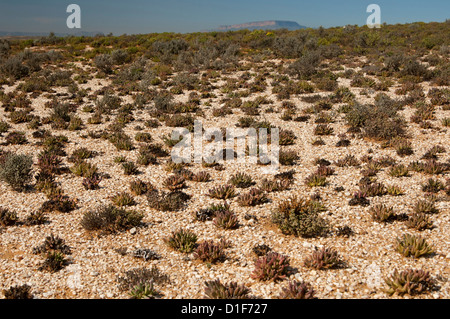 Karoo vegetation on white quartz gravel fields of the Knersvlakte plateau near Vanrhynsdorp, Western Cape province, South Africa Stock Photo