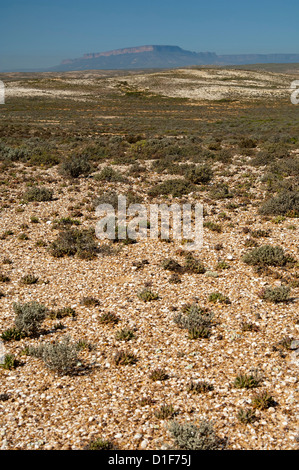 Karoo vegetation on white quartz gravel fields of the Knersvlakte plateau near Vanrhynsdorp, Western Cape province, South Africa Stock Photo