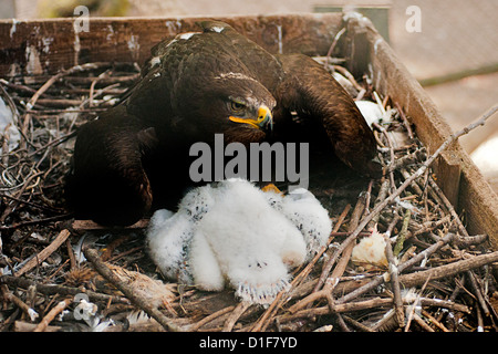 Steppe eagle, Aquila nipalensis in the nest with a young, Accipitridae Stock Photo