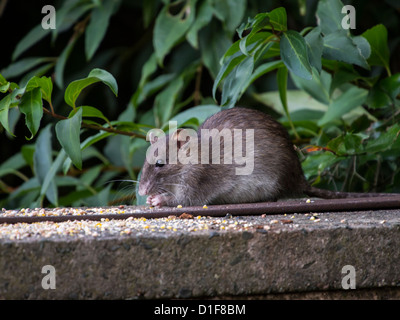 Common brown rat eating corn on a wall in park Sheffield South Yorkshire  England Stock Photo