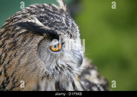 Eagle owl Bubo bubo Close up of single captive adult UK Stock Photo