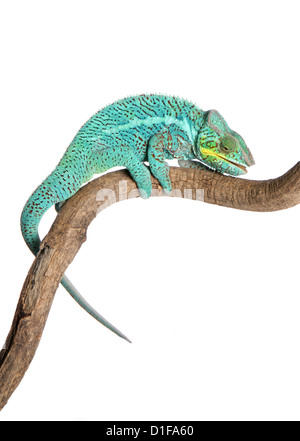 Panther Chameleon Furcifer pardalis portrait of single adult resting Studio, UK
