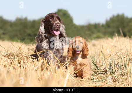 Dog English Cocker spaniel adult and puppy  liver roan red liver-roan mother and baby adults puppies two 2 deux sit sitting Stock Photo