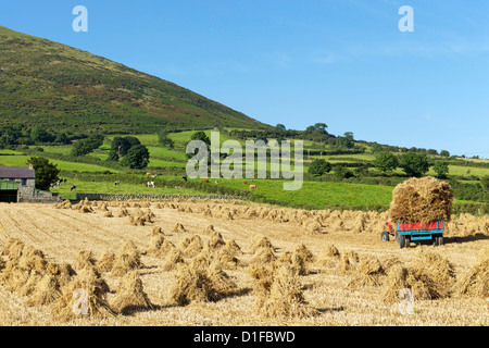 Oat stooks, Knockshee, Mourne Mountains, County Down, Ulster, Northern Ireland, United Kingdom, Europe Stock Photo