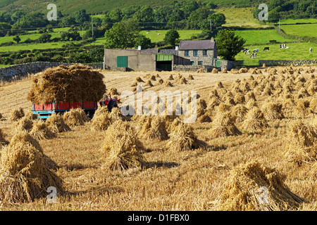 Oat stooks, Knockshee, Mourne Mountains, County Down, Ulster, Northern Ireland, United Kingdom, Europe Stock Photo