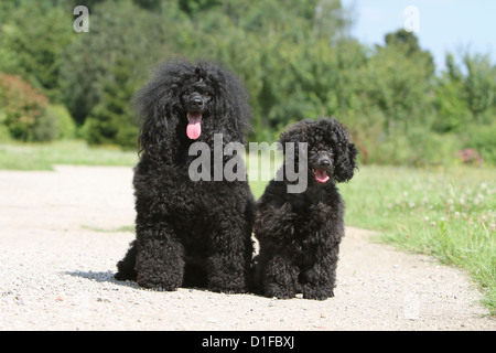 Dog Poodle / Pudel / Caniche , Miniature / Dwarf / Nain  /  adult and puppy sitting in a path Stock Photo