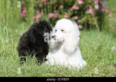Dog Poodle Pudel caniche water dog medium dwarf Miniature white black portrait profile adult and puppy grooming kiss lovely two Stock Photo