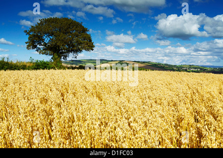 Oat Field, Thorverton, Devon, England, United Kingdom, Europe Stock Photo