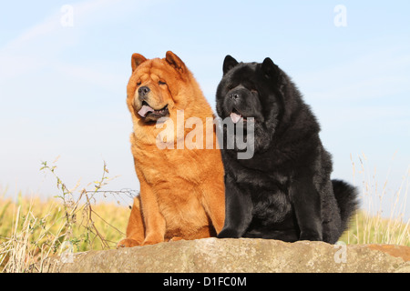 dog chow chow chow-chow two china red black profile sit sitting adult adults dogs rock portrait lion long hair and short haired
