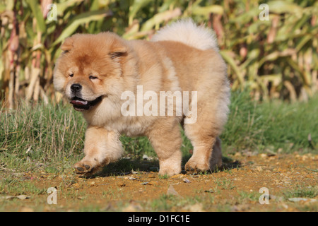 dog chow chow chow-chow china cinnamon red puppy puppies stand standing profile baby dogs walk walking run running to run Stock Photo