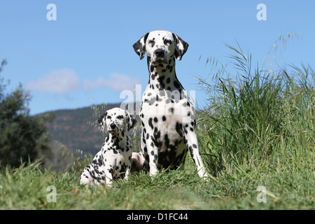 Dog Dalmatian / Dalmatiner / Dalmatien adult and puppy sitting Stock Photo