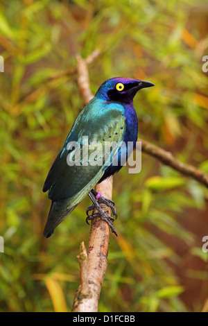 Cape Starling (Lamprotornis nitens) a species of starling, South Africa, in captivity in the United Kingdom Stock Photo