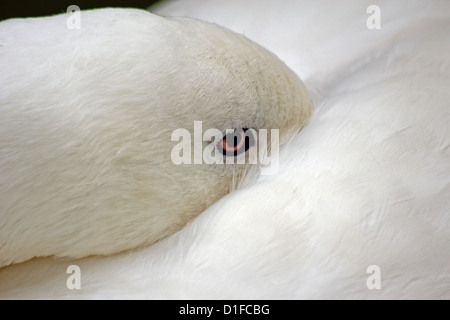 Coscoroba Swan a species of waterfowl inhabiting southern South America, in captivity in the United Kingdom Stock Photo