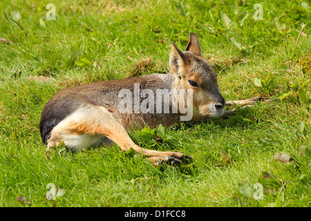 Patagonian Mara (Dolichotis patagonum), mara genus, a herbivore found in Argentina, in captivity in the United Kingdom Stock Photo