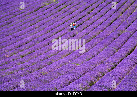 People in lavender field, Lordington Lavender Farm, Lordington, West Sussex, England, United Kingdom, Europe Stock Photo