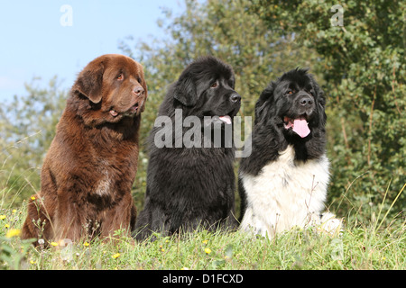 Dog three Newfoundland black and white brown black sitting terre-neuve domestic nature grass trois pet Stock Photo