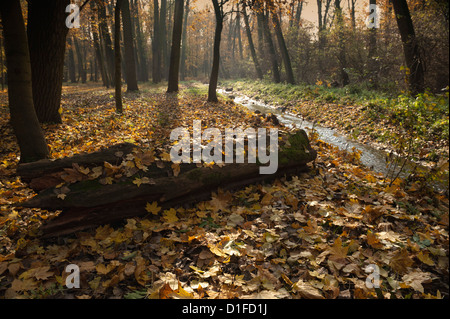 Autumn leaves in forest along Cervenomlynsky Creek, village of Miskovice, Prague, Czech Republic, Europe Stock Photo