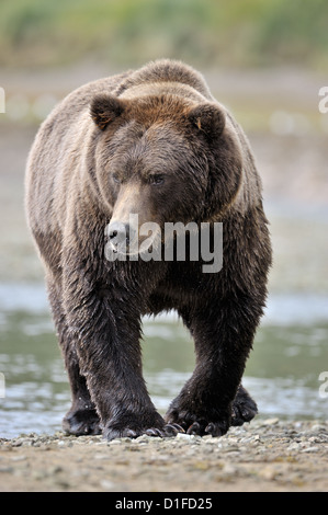 Grizzly Bear walking along river. Stock Photo