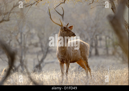 Sambar Deer scratching his antlers at tree. Stock Photo