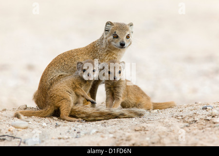 Yellow mongoose (Cynictis penicillata) with young, Kgalagadi Transfrontier Park, South Africa, Africa Stock Photo