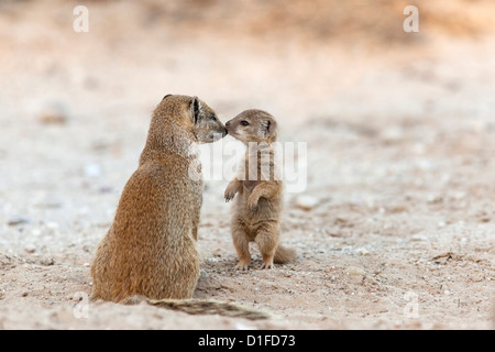 Yellow mongoose (Cynictis penicillata) with young, Kgalagadi Transfrontier Park, South Africa, Africa Stock Photo