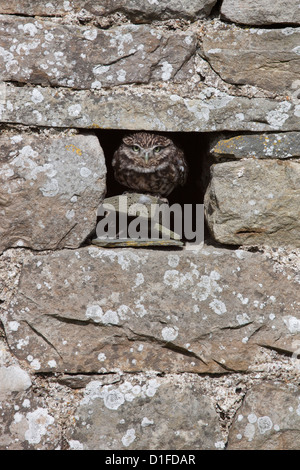 Little owl (Athene noctua) captive, United Kingdom, Europe