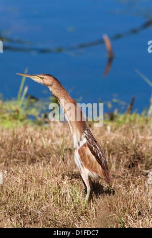 Little bittern (Ixobrychus minutus), Intaka Island wetland centre, Century City, Cape Town, South Africa, Africa Stock Photo