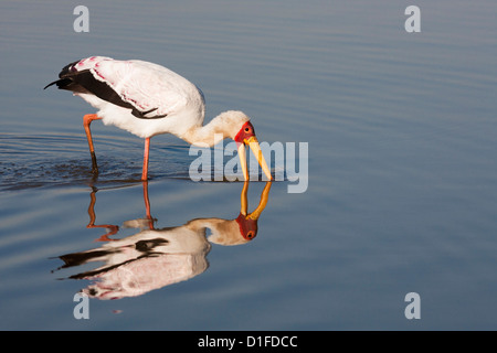 Yellowbilled stork (Mycteria ibis), Kruger National Park, South Africa, Africa Stock Photo