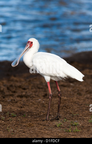 African spoonbill (Platalea alba), Kruger National Park, South Africa, Africa Stock Photo
