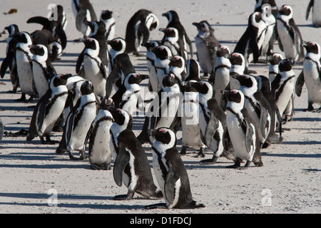 African penguins (Spheniscus demersus), Table Mountain National Park, Cape Town, South Africa, Africa Stock Photo
