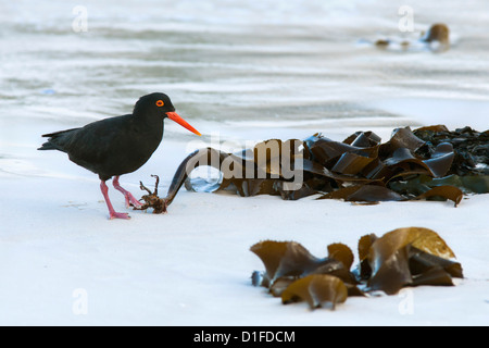 African black oystercatcher (Haematopus moquini), Boulders Beach, Cape Town, South Africa, Africa Stock Photo