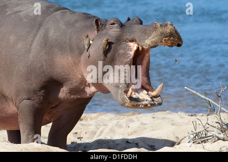 Hippopotamus (Hippopotamus amphibius), Kruger National Park, Mpumalanga, South Africa, Africa Stock Photo