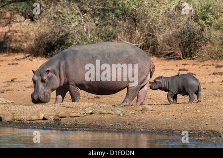 Hippopotamus (Hippopotamus amphibius) with calf, Kruger National Park, Mpumalanga, South Africa, Africa Stock Photo