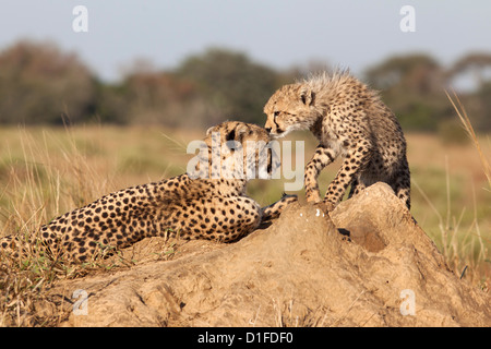 Cheetah (Acinonyx jubatus) with cub, Phinda private game reserve, Kwazulu Natal, South Africa, Africa Stock Photo