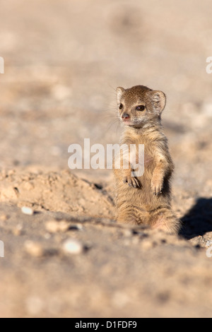 Yellow mongoose (Cynictis penicillata) baby, Kgalagadi Transfrontier Park, South Africa, Africa Stock Photo
