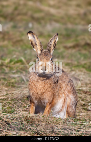 Brown hare (Lepus europaeus), Islay, Scotland, United Kingdom, Europe Stock Photo