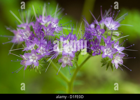 Blue white star shape flowers on soft green background Stock Photo