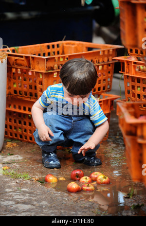 A child plays with apples while cider makers prepare the fruit for mashing and pressing at Broome Farm near Ross-on-Wye UK where Stock Photo