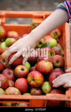 Cider makers sort out bad apples before mashing and pressing at Broome Farm near Ross-on-Wye UK where there is free camping and Stock Photo