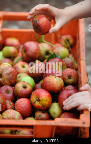 Cider makers sort out bad apples before mashing and pressing at Broome Farm near Ross-on-Wye UK where there is free camping and Stock Photo