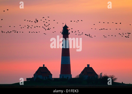 Flock of Barnacle geese and lighthouse Westerheversand at sunset, Westerhever, North Frisia, Schleswig-Holstein, Germany Stock Photo