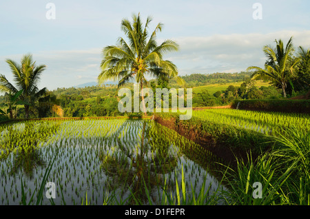 Rice fields, Senaru, Lombok, Indonesia, Southeast Asia, Asia Stock Photo