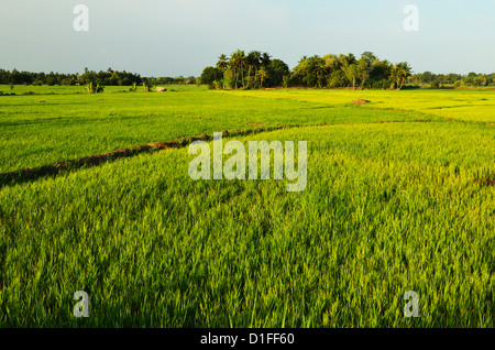 Rice fields, Polonnaruwa, Sri Lanka, Asia Stock Photo - Alamy